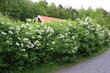 Garden hedge of white blooming Syringa in spring, Sweden