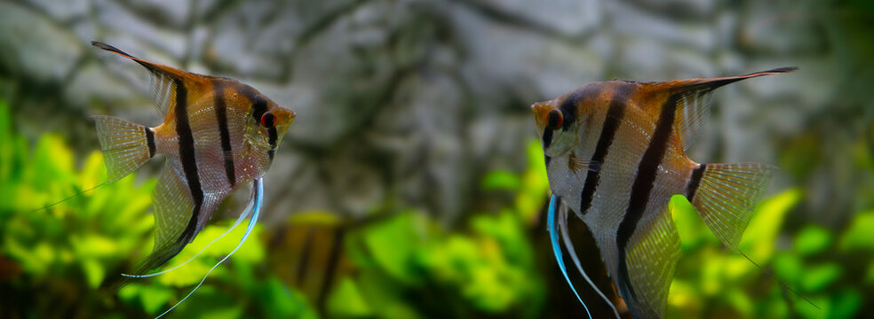 angelfish pterophyllum scalare in a aquarium, freshwater aquarium