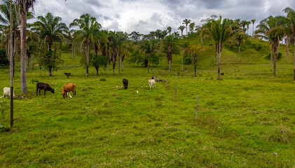 Wall Mural - cows in the meadow in Venezuela