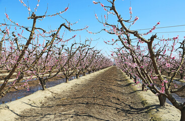 Sticker - Blooming has begun - California