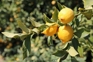 Sticker - Three lemon on the branch - California