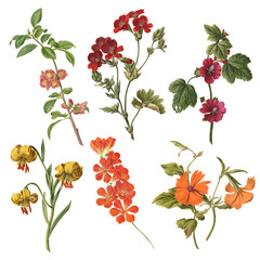 Botanical illustration of different types of flowers on a white background