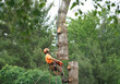 © nd700 - manual worker hanging by crane to the tree top for tree removal