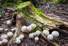 Wild Forest Mushrooms, Common Puffball, Lycoperdon Perlatum.