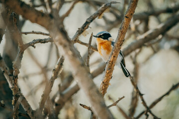 Priritschnäpper (Batis pririt) mit intensiv gefärbter oranger Brust auf einem Baum, Omatozu, Namibia