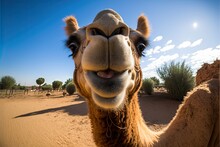  A Camel With A Smile On Its Face In The Desert With A Blue Sky And Clouds In The Background And A Few Bushes And Bushes In The Foreground, With A Few Clouds,.