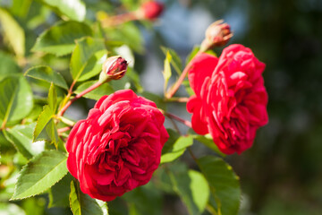 Fotomurales - Scarlet roses on a sunny dau, macro photo