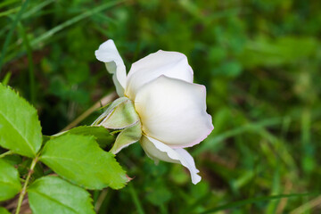Fotomurales - White rose is in a garden on a summer day, macro photo