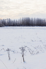 Wall Mural - Winter landscape, river bank with  frozen plants in a snowdrift