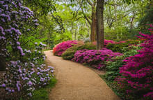 View Of Footpath In Park With Colorful Blooming Azalea  Bushes On Both Sides; Trees In Background