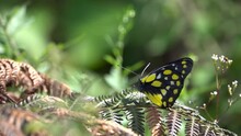 Common Bird Wing Black And Yellow Butterfly On Fern Leaf
Close Up Slow Motion Shot From Nepal, 2023

