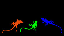 Brightly Colored Orange Green And Blue Lizard Silhouettes On Black Background With Copy Space