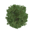 top down view green tree ahorn isolated on white, 3d rendering of ahorn tree PNG transparent, suitable for archiviz visualization, architecture