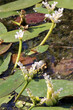 Zweiährige Wasserähre (Aponogeton distachyos)