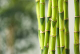 Fototapeta Dziecięca - Bamboo stems on blurred background, closeup