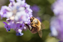 Close-up Of Bee On Purple Flowers