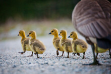 An Adult Canada Goose And Several Goslings.
