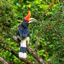 The Rhinoceros Hornbill (Buceros Rhinoceros) Has A Prominent Golden-yellow Horn, Called A Casque, On The Top Of Its Beak