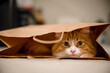 Cute orange tabby cat playing in paper bag