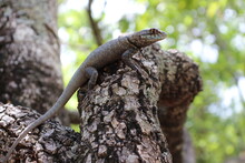 Lizard On A Tree