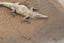 The American Crocodile (Crocodylus Acutus) And Basilisk Resting Under The Crocodile Bridge Over Rio Tarcoles, Costa Rica