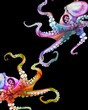 © NNclipart - Watercolor octopuses. Realistic bright octopuses. marine life on a black background