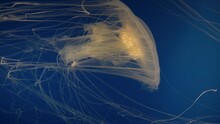 Vertical Video Of A Beautiful Yellow Jellyfish With Long Tentacles Swimming On A Blue Background In An Aquarium