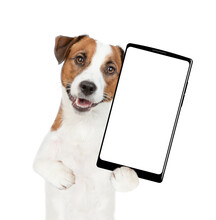 Jack Russell Terrier Puppy Holds Big Smartphone With White Blank Screen In It Paw, Showing Close To Camera. Isolated On White Background