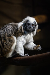 Wall Mural - An adult tamarin monkey kept in captivity.
