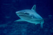 canvas print picture - Haifisch schwimmt auf den Betrachter zu