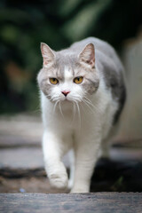 Canvas Print - Scottish fold cat standing in the garden with green grass.Tabby cat looking at something with sunset.Cute cat on blurred of green background.