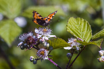 small tortoiseshell butterfly on wild flower