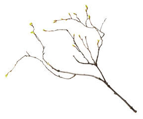 Wall Mural - spring twig with small green buds of leaves isolated on white or transparent background
