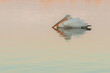 Dalmatian pelican resting on the water late in the afternoon in the winter