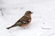 Male chaffinch foraging on the snowy ground in the winter