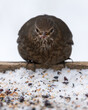 Close up of a female blackbird holding a raisin at a bird feeder with snow in the winter