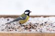 Great tit with a seed on a bird feeder in the winter