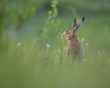 Hare, Rabbit In The Grass, Lepua Europaeus