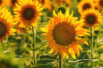 Fotomurales - Helianthus annuus, common sunflower crop in cultivated agricultural field in sunny summer afternoon