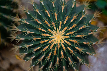 Wall Mural - cactus (ferocactus) in the detail select focus, art picture of plant, macro photography of a plant with a small depth of field