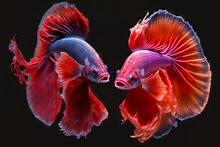Pair Of Exotic Betta Fish Opened Their Mouths And Swim Alongside