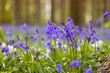 Forest with bluebells