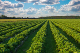 Fototapeta Mapy - Strawberries plantation on a sunny day. Landscape with green strawberry field with blue cloudy sky
