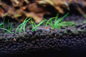 Wall Mural - Freshwater amano shrimp on the soil in a plant aquascape