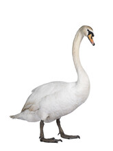 Beautiful Male White Mute Swan, Standing Side Ways. Looking To Camera. Isolated Cutout On Transparent Background.