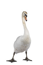 Beautiful Male White Mute Swan, Standing Facing Front. Looking To Camera. One Paw In Front With Attitude. Isolated Cutout On Transparent Background.