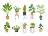 Fototapeta Dinusie - Set of houseplants. Indoor plant in flowerpot. Decorative houseplants for interior home decoration, green garden floral collection