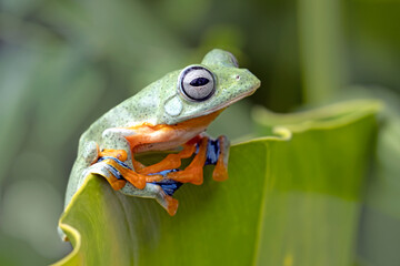 Wall Mural - Tree frog on branch, Gliding frog (Rhacophorus reinwardtii) sitting on branch