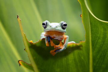 Wall Mural - Tree frog on branch, Gliding frog (Rhacophorus reinwardtii) sitting on branch