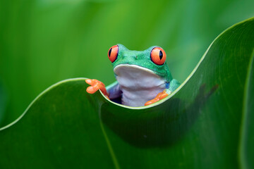 Wall Mural - red-eyed tree frog sitting on leaf with natural background